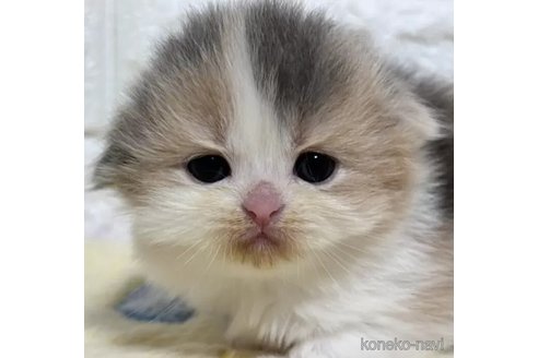 販売中の山梨県のスコティッシュフォールド(折れ耳)-110986の1枚目