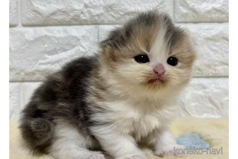 販売中の山梨県のスコティッシュフォールド(折れ耳)-110986の5枚目