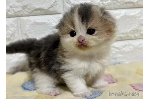 販売中の山梨県のスコティッシュフォールド(折れ耳)-110986の6枚目