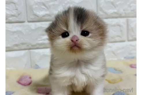 販売中の山梨県のスコティッシュフォールド(折れ耳)-110986の2枚目