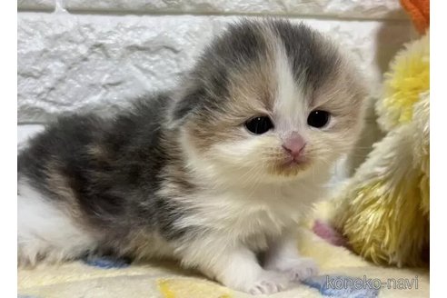 販売中の山梨県のスコティッシュフォールド(折れ耳)-110986の3枚目