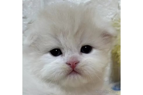 成約済の山梨県のスコティッシュフォールド(折れ耳)-110988の1枚目