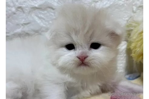 成約済の山梨県のスコティッシュフォールド(折れ耳)-110988の5枚目