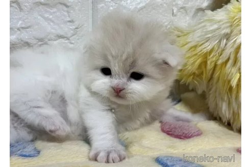 成約済の山梨県のスコティッシュフォールド(折れ耳)-110988の4枚目