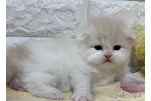 成約済の山梨県のスコティッシュフォールド(折れ耳)-110988の2枚目