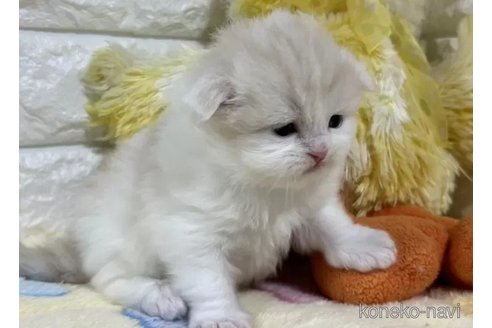 成約済の山梨県のスコティッシュフォールド(折れ耳)-110988の3枚目