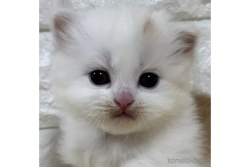 成約済の山梨県のスコティッシュフォールド-110989の1枚目
