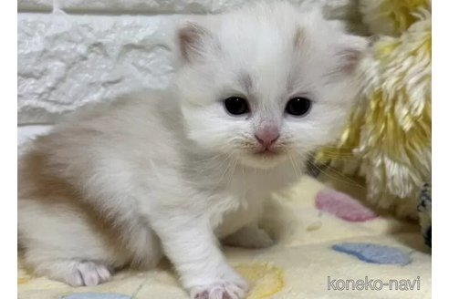 成約済の山梨県のスコティッシュフォールド-110989の3枚目