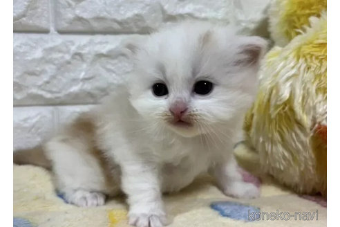 成約済の山梨県のスコティッシュフォールド-110989の2枚目