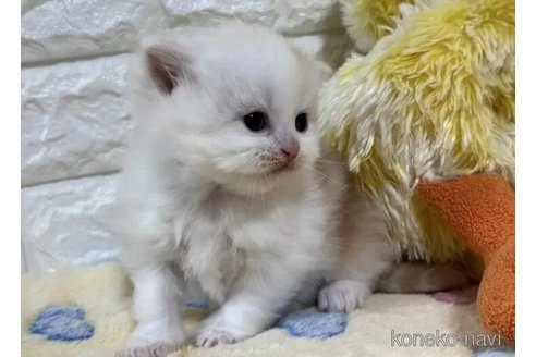成約済の山梨県のスコティッシュフォールド-110989の4枚目