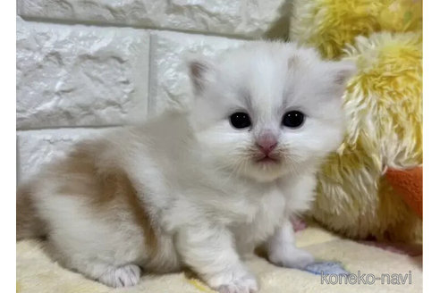 成約済の山梨県のスコティッシュフォールド-110989の5枚目