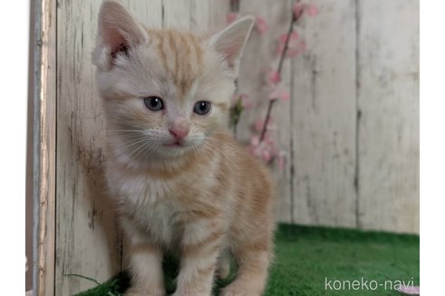成約済の三重県のアメリカンショートヘア-110997の1枚目
