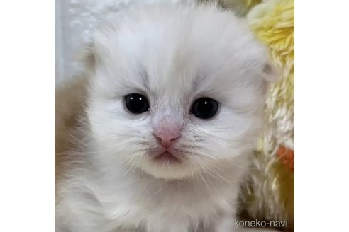 販売中の山梨県のスコティッシュフォールド(折れ耳)-111008