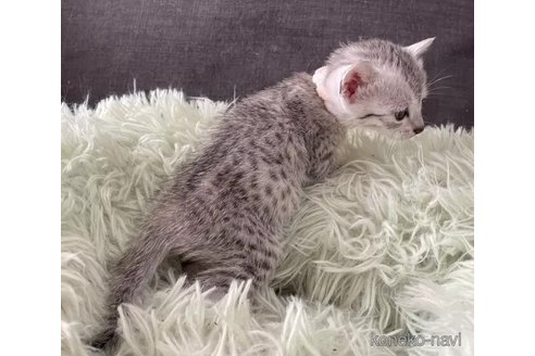 販売中の岐阜県のエジプシャンマウ-111021の2枚目