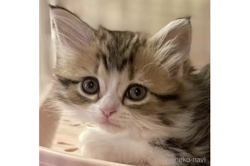 販売中ののサイベリアン-111026