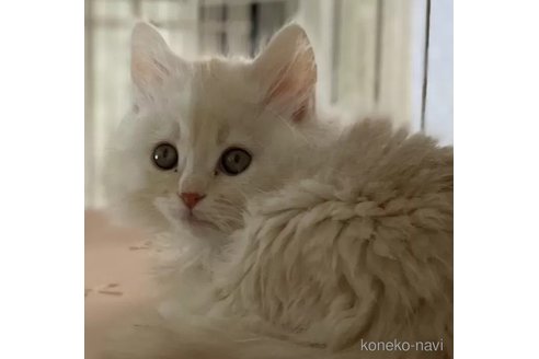 成約済の埼玉県のサイベリアン-111039の1枚目