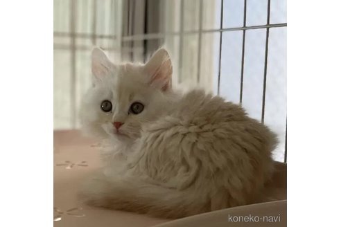 成約済の埼玉県のサイベリアン-111039の4枚目