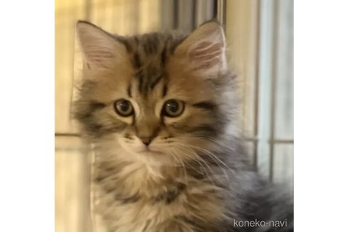 成約済の埼玉県のサイベリアン-111042の1枚目