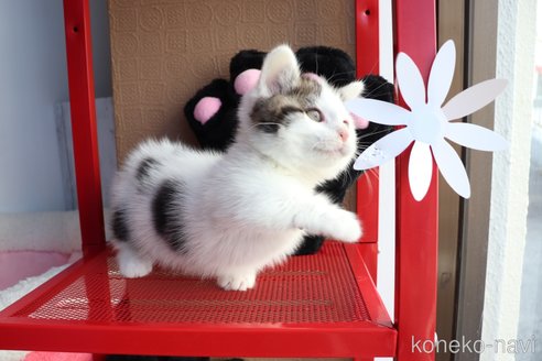販売中の大阪府のマンチカン(短足)-109273の19枚目