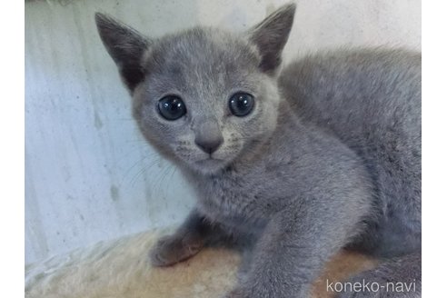 成約済の兵庫県のロシアンブルー-111075の1枚目