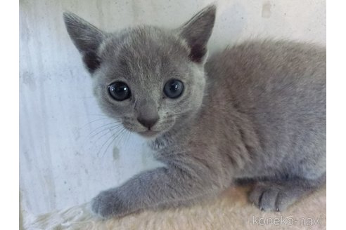 成約済の兵庫県のロシアンブルー-111075の2枚目