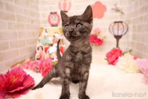 販売中の東京都のオシキャット-110392の10枚目
