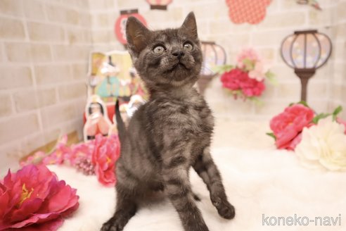販売中の東京都のオシキャット-110392
