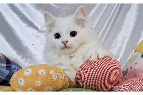 成約済の宮城県のスコティッシュフォールド-106256の5枚目