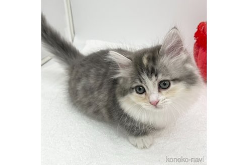 成約済の愛知県のマンチカン(短足)-111093の4枚目