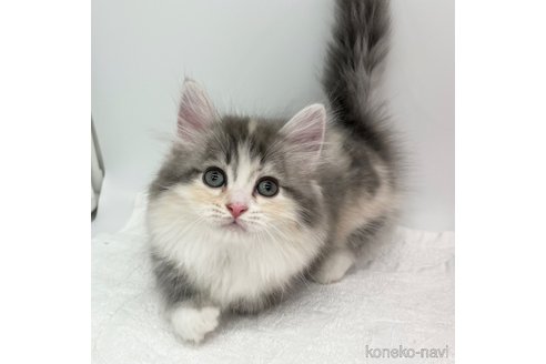 成約済の愛知県のマンチカン(短足)-111093の5枚目