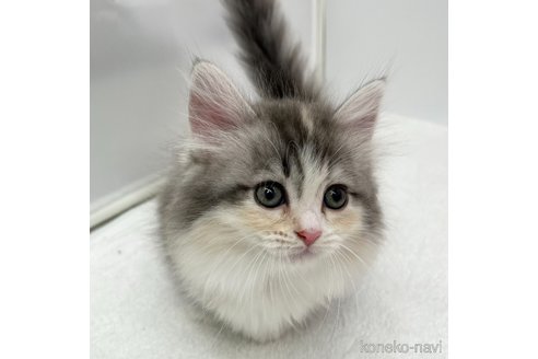 成約済の愛知県のマンチカン(短足)-111093の6枚目