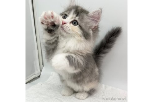 成約済の愛知県のマンチカン(短足)-111093の2枚目