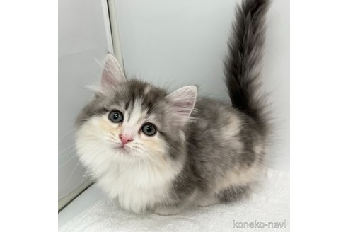 成約済の愛知県のマンチカン(短足)-111093の1枚目