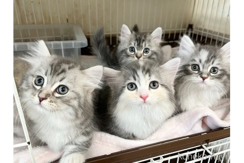 成約済の愛知県のマンチカン(短足)-111093の3枚目