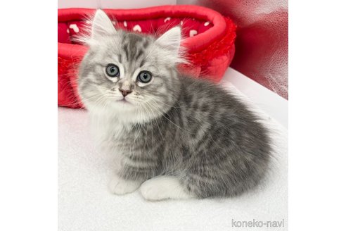 成約済の愛知県のマンチカン(短足)-111094の1枚目