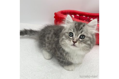 成約済の愛知県のマンチカン(短足)-111094の4枚目