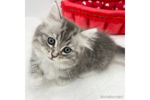 成約済の愛知県のマンチカン(短足)-111094の5枚目