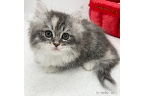 成約済の愛知県のマンチカン(短足)-111095の1枚目