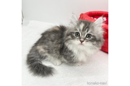 成約済の愛知県のマンチカン(短足)-111095の3枚目