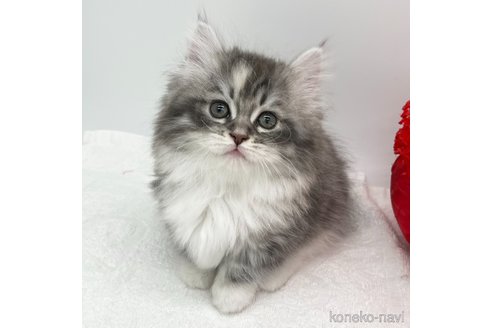 成約済の愛知県のマンチカン(短足)-111095の2枚目