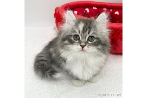 成約済の愛知県のマンチカン(短足)-111095の4枚目