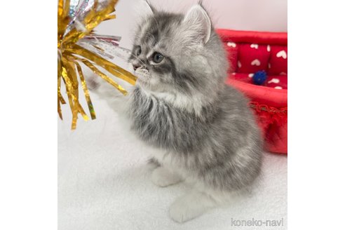 成約済の愛知県のマンチカン(短足)-111095の5枚目