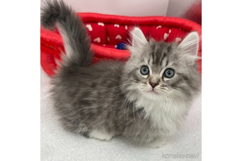 成約済の愛知県のマンチカン(短足)-111096の1枚目