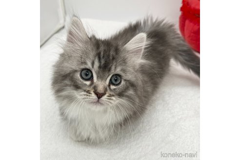 成約済の愛知県のマンチカン(短足)-111096の2枚目