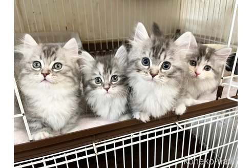 成約済の愛知県のマンチカン(短足)-111096の6枚目