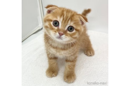 成約済の愛知県のスコティッシュフォールド(折れ耳)-111097の2枚目