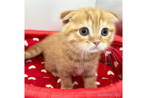 成約済の愛知県のスコティッシュフォールド(折れ耳)-111097の3枚目