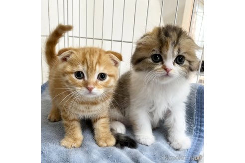 成約済の愛知県のスコティッシュフォールド(折れ耳)-111097の4枚目