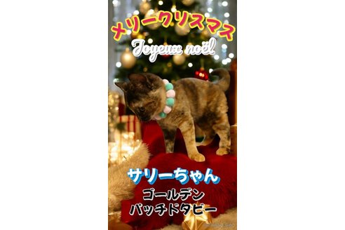 商談中の東京都のミックス-110651の3枚目