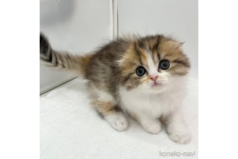 成約済の愛知県のスコティッシュフォールド(折れ耳)-111098の6枚目